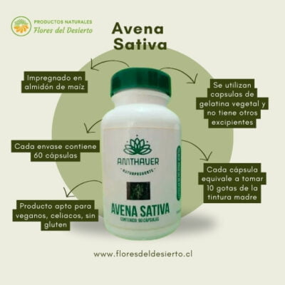 Avena Sativa