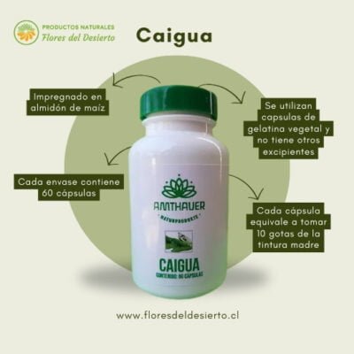 Caigua